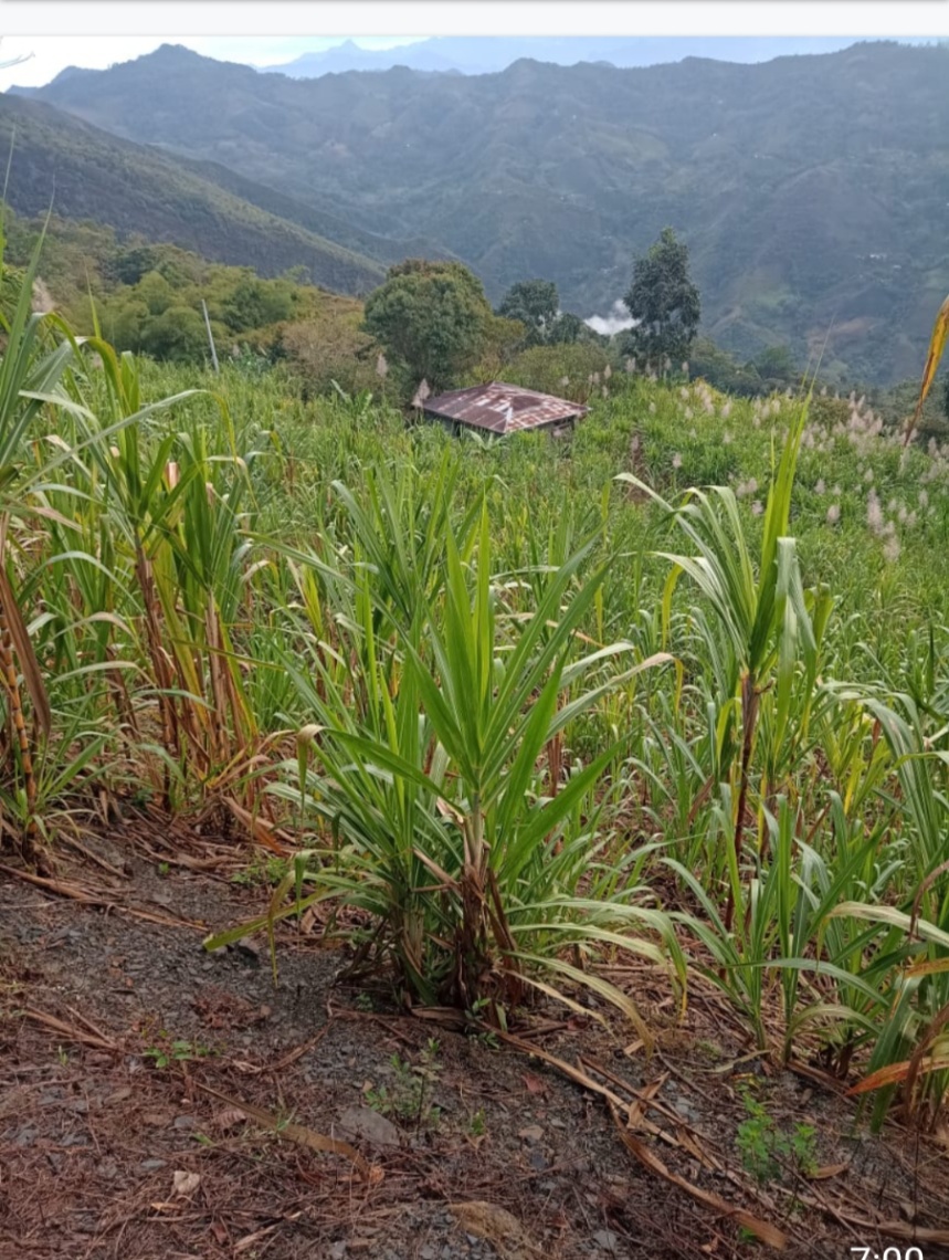 Vergara, La Vega, Cundinamarca, Colombia